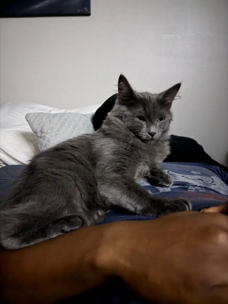 A young medium-sized female Gray / Blue / Silver American Curl cat named Kona for adoption in Haddam, CT