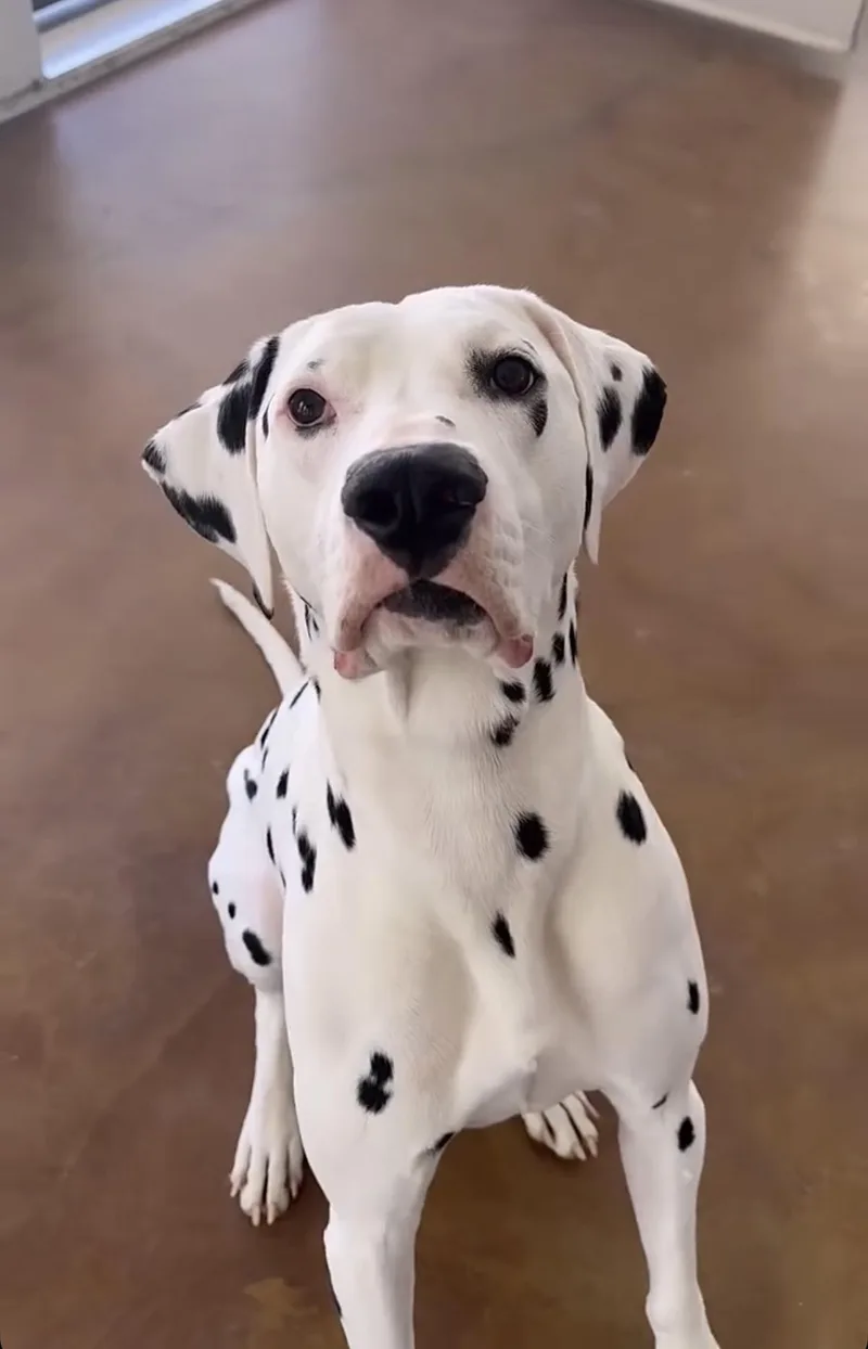 Leroyjoshua Tree  Ca