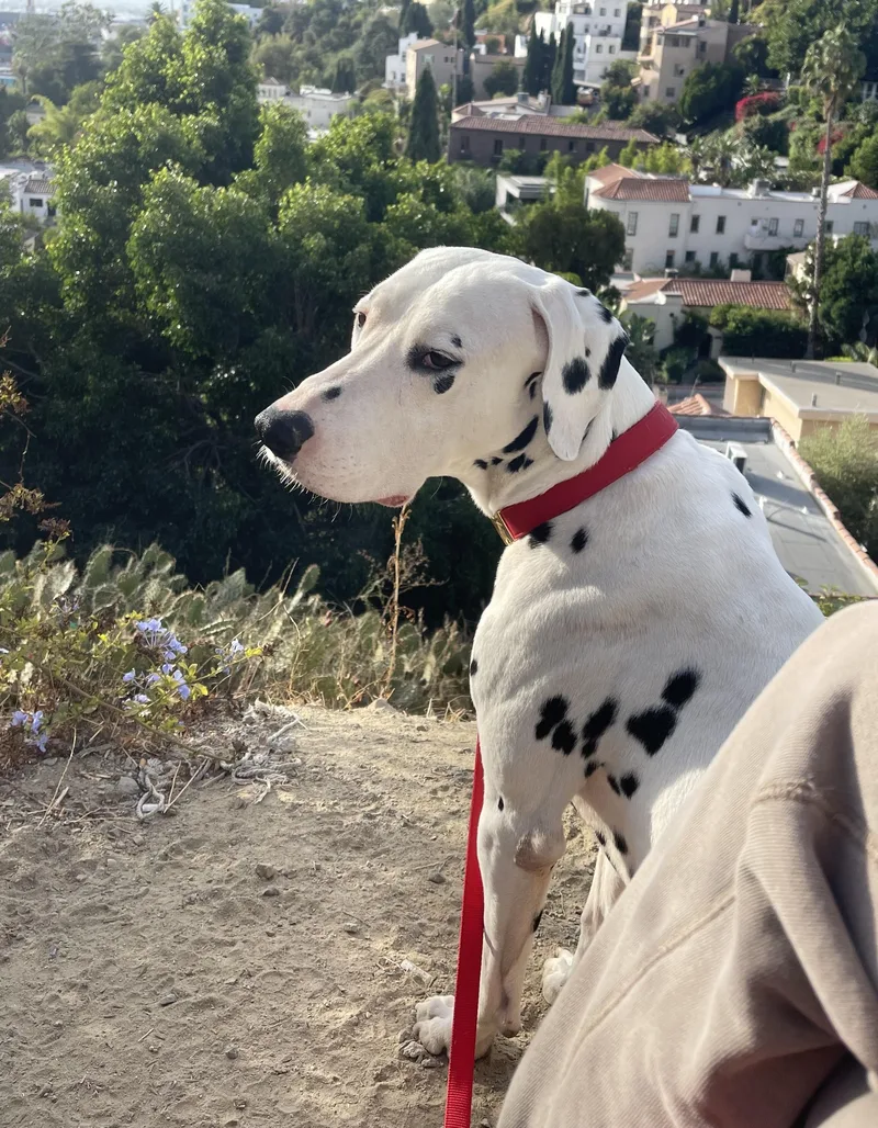 Leroyjoshua Tree  Ca thumbnail 3