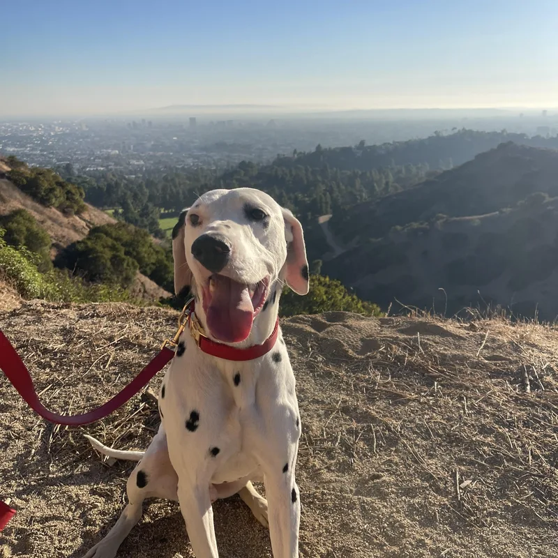 Leroyjoshua Tree  Ca thumbnail 5