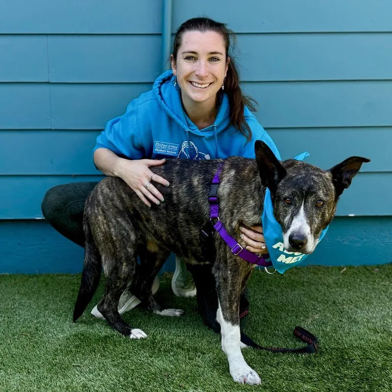 A senior large-sized female Brindle Shepherd dog named Jackie for adoption in Pacific Grove, CA