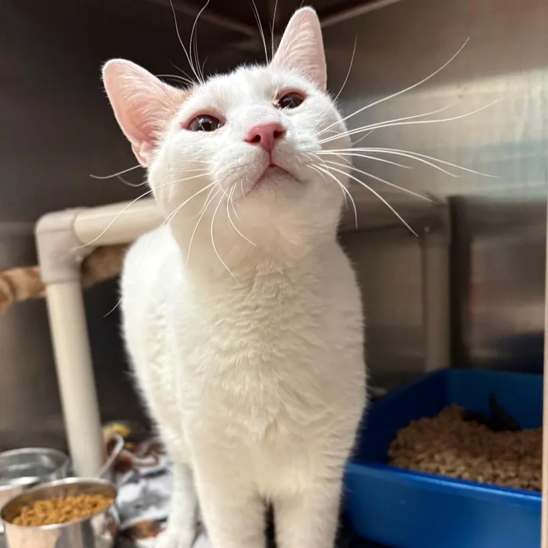 An adult large-sized male White Domestic Short Hair cat named Daryl for adoption in Kanab, UT
