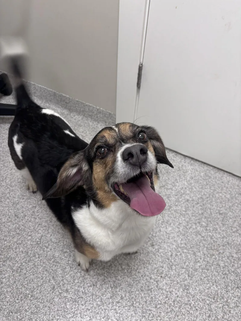 A senior medium-sized male Beagle dog named Max for adoption in Lancaster, PA