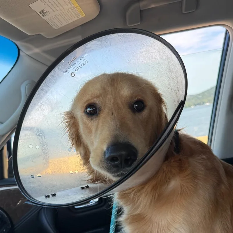 An adult medium-sized male Golden Retriever dog named Theo for adoption in Huntsville, AL