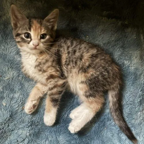 A baby small-sized female Calico Domestic Short Hair cat named Freya for adoption in Kenosha, WI