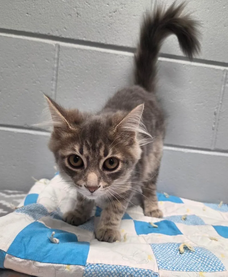 A baby small-sized male Domestic Long Hair cat named Jerry for adoption in Muskegon, MI