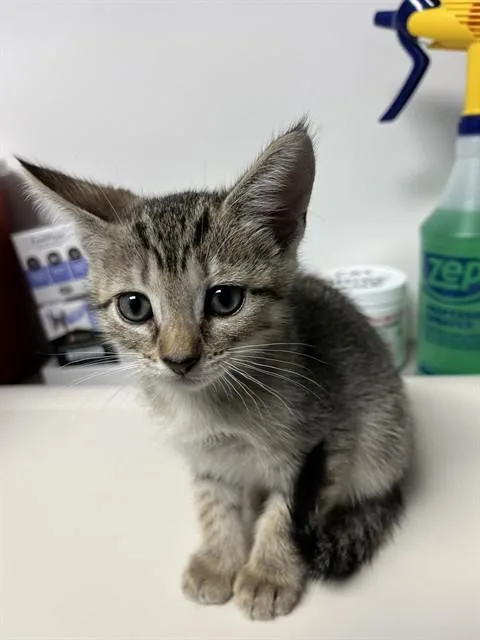 A baby small-sized male Tabby (Gray / Blue / Silver) Domestic Short Hair cat named Cooper A for adoption in San Andreas, CA