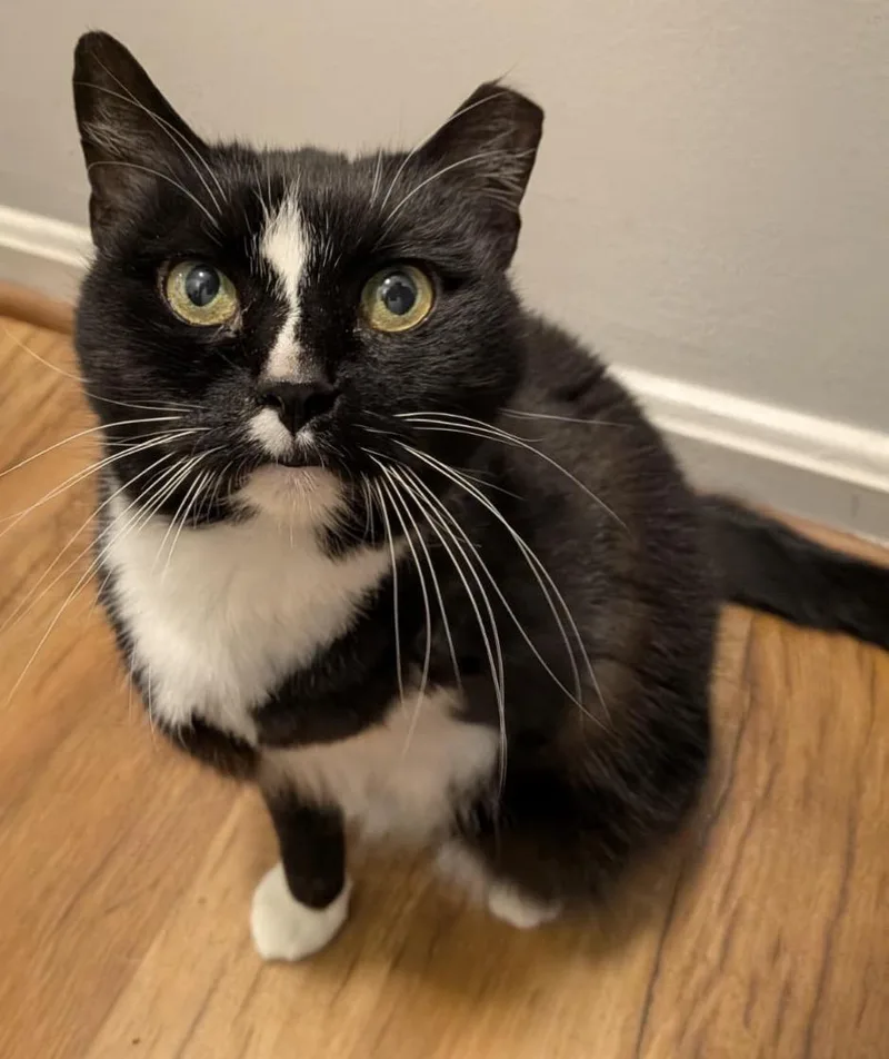 A senior medium-sized female Black & White / Tuxedo Domestic Short Hair cat named Laundromat for adoption in Alexandria, VA