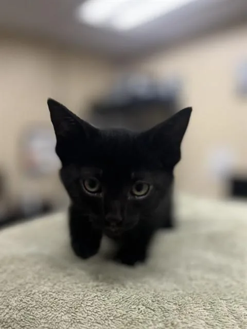 A baby small-sized male Domestic Short Hair cat named Dj Catnip for adoption in Aliquippa, PA
