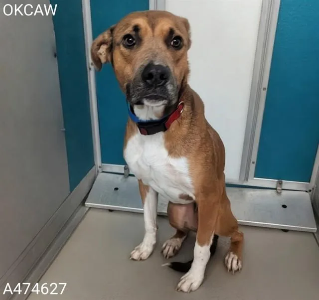 A young large-sized male Pit Bull Terrier dog named Uzi for adoption in Oklahoma City, OK