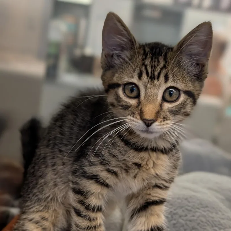 A baby medium-sized female Tabby (Buff / Tan / Fawn) Domestic Short Hair cat named Tacoma for adoption in Cape Girardeau, MO