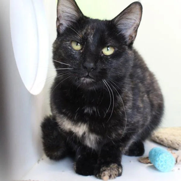 A young small-sized female Domestic Short Hair cat named Kaleidoscope for adoption in Des Moines, IA