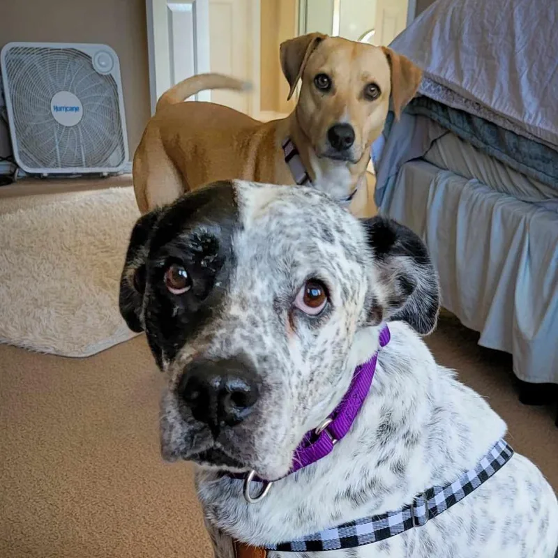 Mcmuffin Jum thumbnail 4