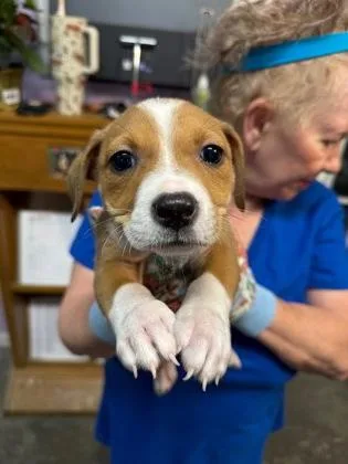 A baby medium-sized male Mixed Breed dog named Breadstick for adoption in West Chester, PA