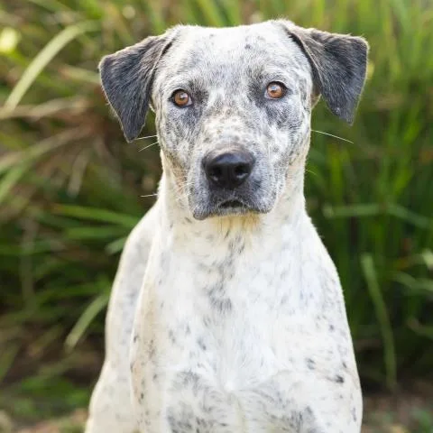A young medium-sized male Australian Cattle Dog / Blue Heeler dog named Swirls for adoption in Camarillo, CA