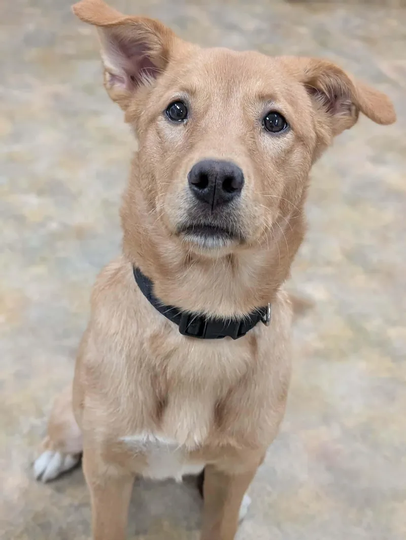 A young large-sized female Labrador Retriever dog named Cleo for adoption in Anchorage, AK