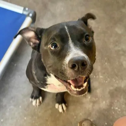 Nova