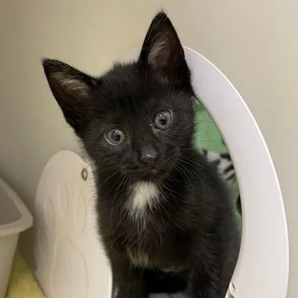 A baby small-sized female Domestic Short Hair cat named Georgia for adoption in Wheaton, IL