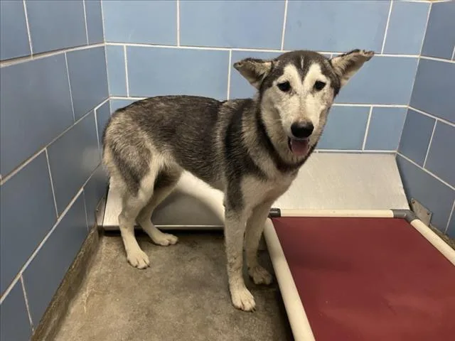 A young small-sized male Siberian Husky dog named Sage for adoption in Norco, CA
