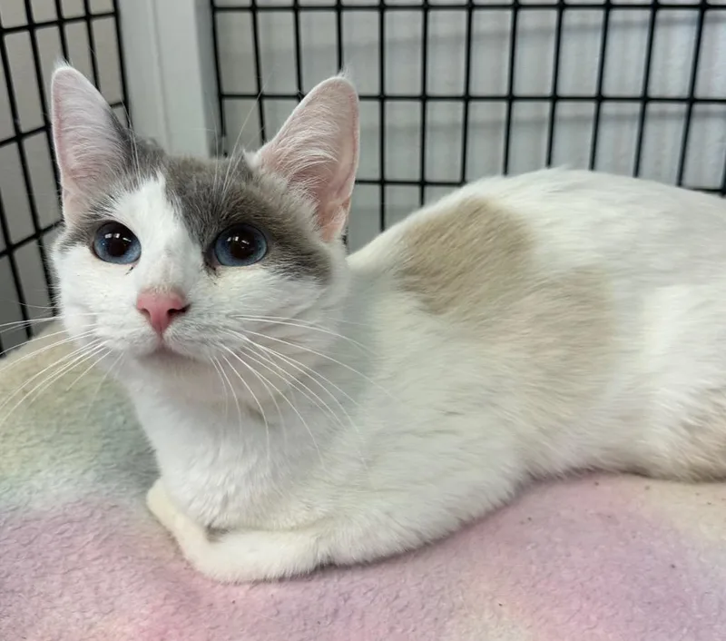 A young small-sized female Domestic Short Hair cat named Momma Snow for adoption in Stillwater, OK