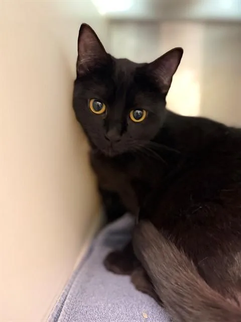 A young small-sized female Domestic Short Hair cat named Mochi for adoption in Brighton, CO