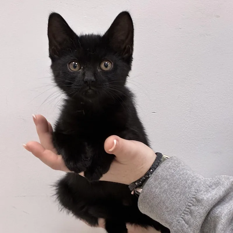 A baby medium-sized female Domestic Short Hair cat named Gretel for adoption in Henderson, NV