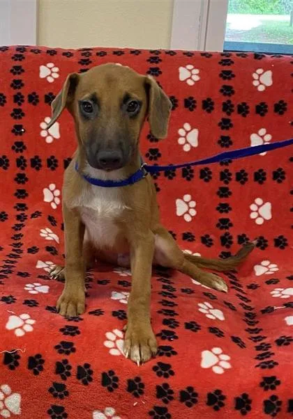 A baby medium-sized male Dachshund dog named Lawrence for adoption in Largo, FL