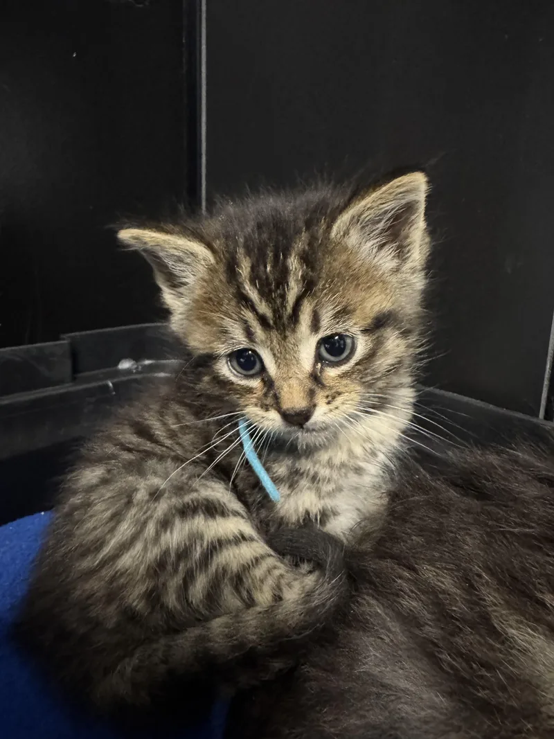 A baby small-sized male Tabby (Brown / Chocolate) Domestic Long Hair cat named Lagoona Blue for adoption in Fruit Heights, UT