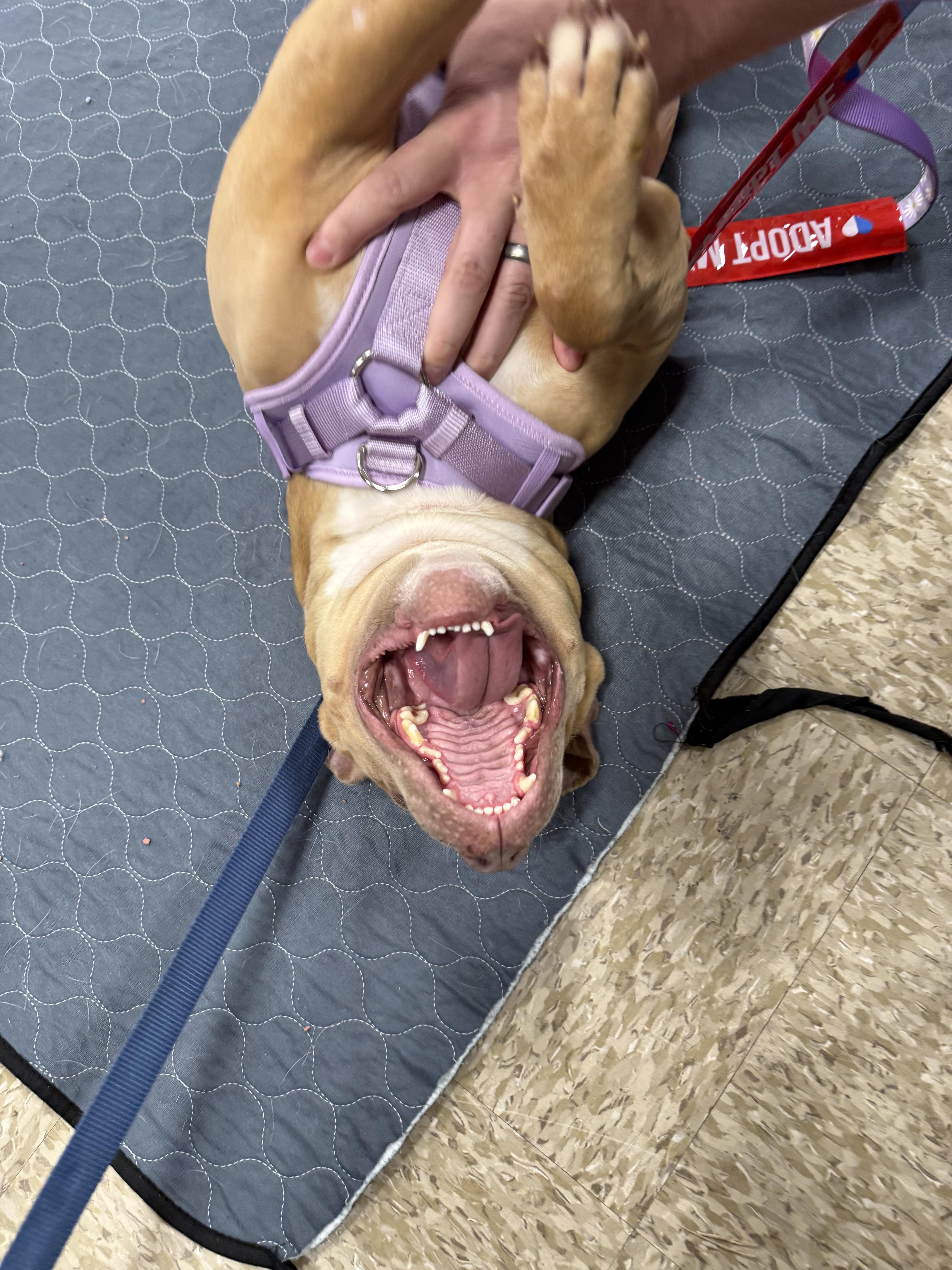 Tinkerbell thumbnail 5