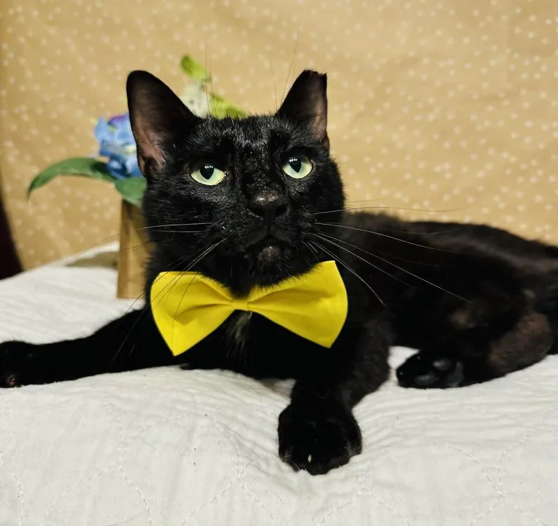 A young medium-sized male Black Domestic Short Hair cat named Reggie for adoption in Groveland, MA