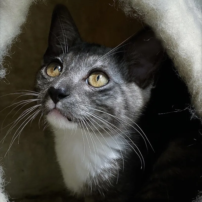 A baby small-sized male Domestic Short Hair cat named Jessie for adoption in Huntsville, AL