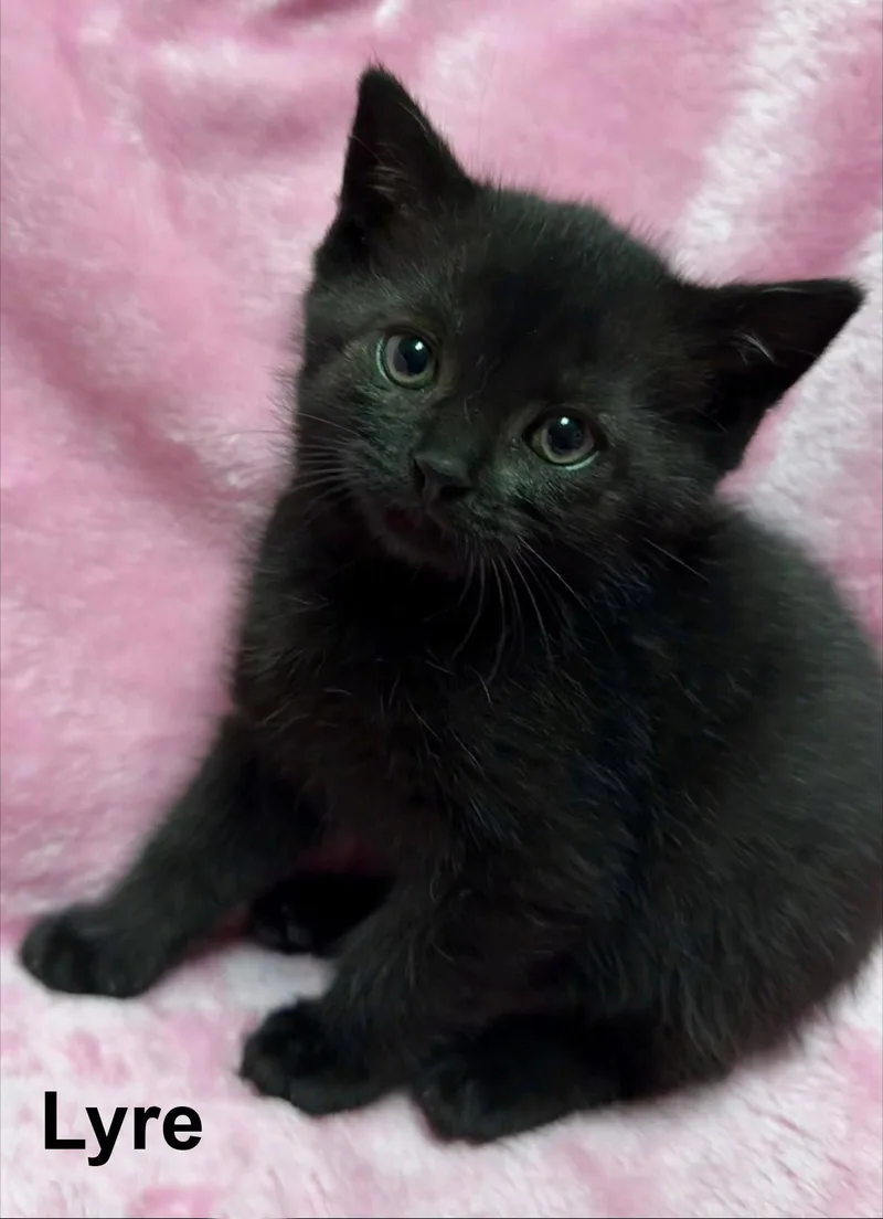 A baby medium-sized female Domestic Short Hair cat named Lyre for adoption in Buford, GA