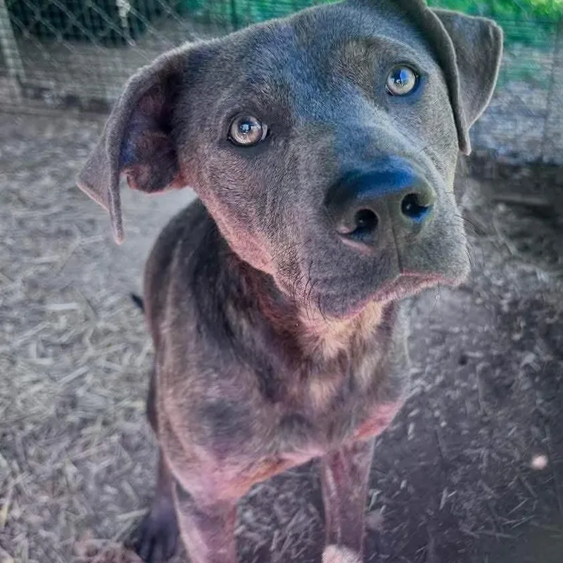 A young medium-sized male Gray / Blue / Silver Black Labrador Retriever dog named Arlo for adoption in Long Island City, NY