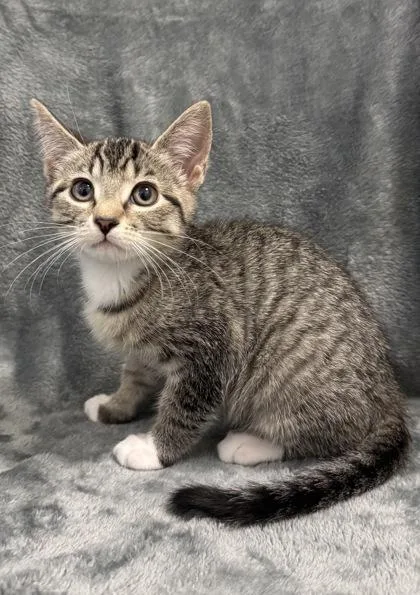A young medium-sized female Domestic Short Hair cat named Curlie for adoption in Buffalo, MN