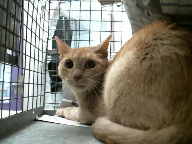 An adult small-sized female Domestic Short Hair cat named Cheesecake for adoption in Houston, TX