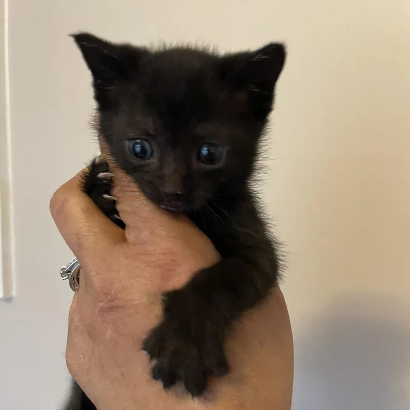 A baby small-sized male Black Domestic Short Hair cat named Alexis for adoption in Bel Air, MD