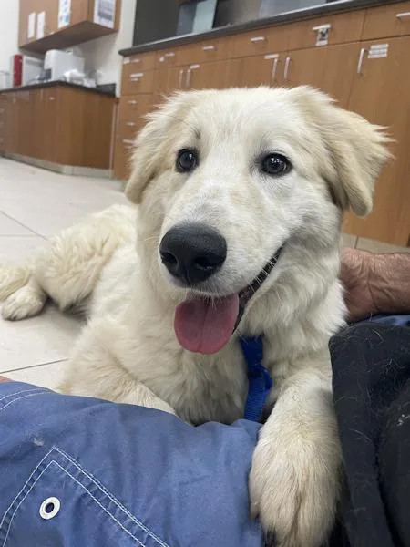 A young large-sized male Golden Retriever dog named Nick for adoption in Los Angeles, CA