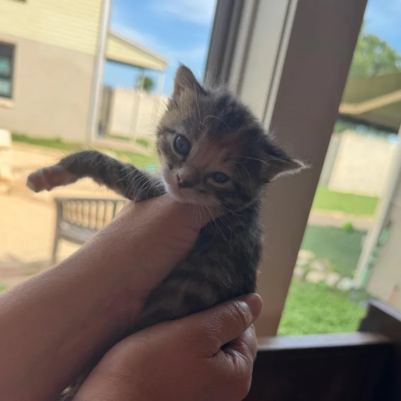 A baby small-sized female Brown / Chocolate Domestic Short Hair cat named Waverly for adoption in Fredericksburg, TX