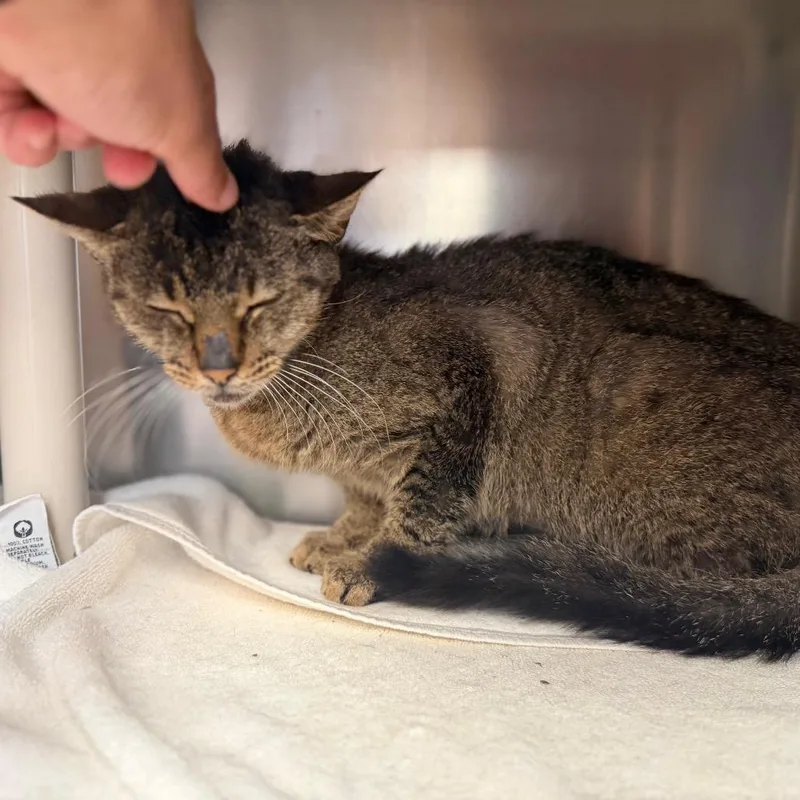 An adult medium-sized female Brown / Chocolate Domestic Short Hair cat named "Tracey" for adoption in Perkiomenville, PA