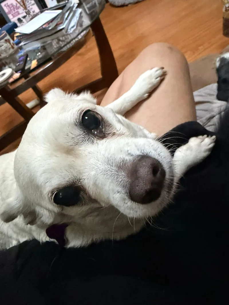 An adult small-sized female White / Cream Chihuahua dog named Dixie for adoption in Elkton, MD