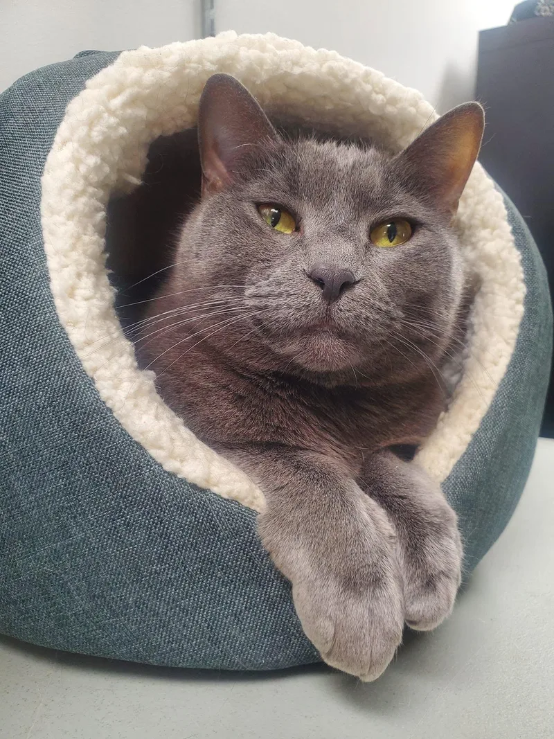 Muffet Potatoe Cakes thumbnail 3