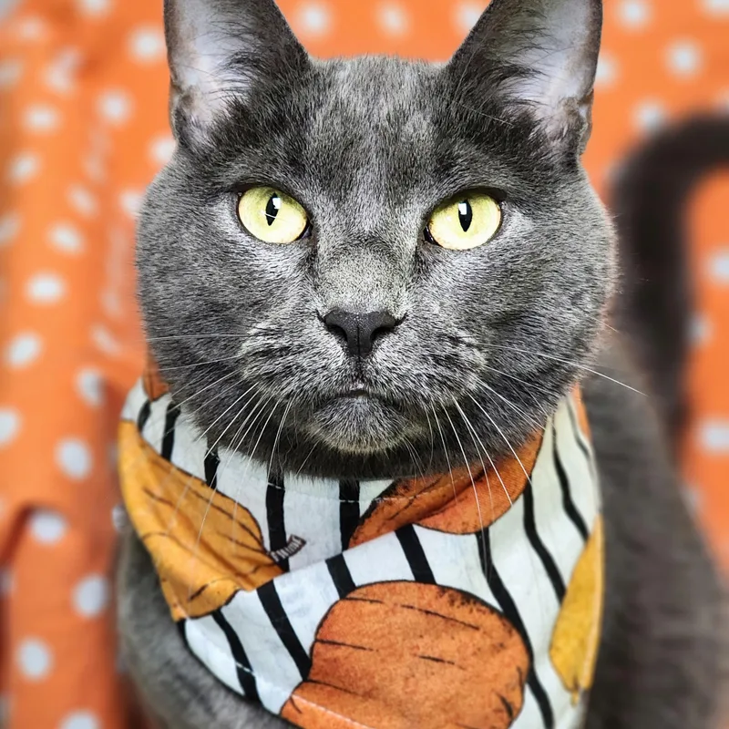 Muffet Potatoe Cakes