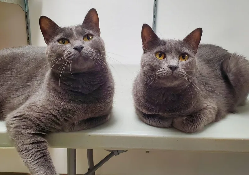 Muffet Potatoe Cakes thumbnail 5