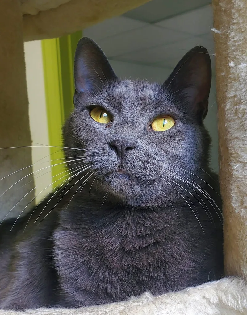 Muffet Potatoe Cakes thumbnail 6