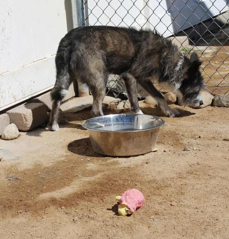 An adult medium-sized male Gray / Blue / Silver Terrier dog named Tony for adoption in Yucca Valley, CA