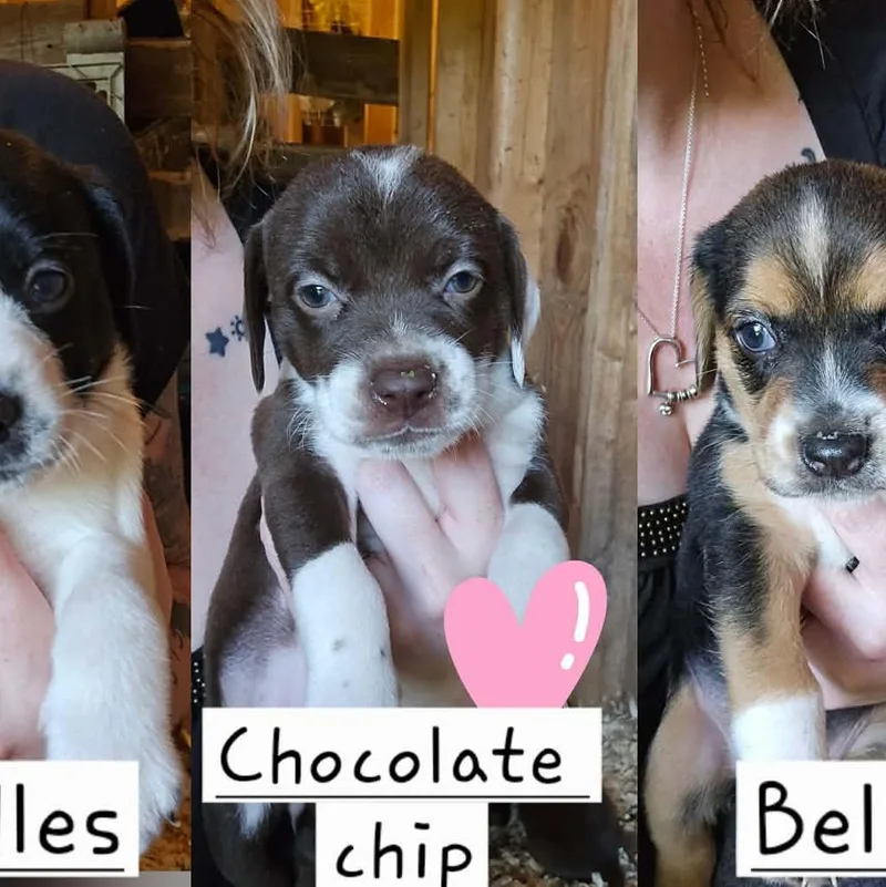 Chocolate chip thumbnail 2