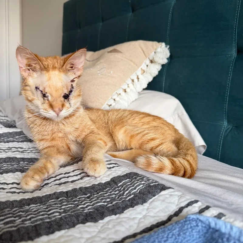 An adult small-sized male Orange / Red Domestic Short Hair cat named Daredevil for adoption in Evanston, IL