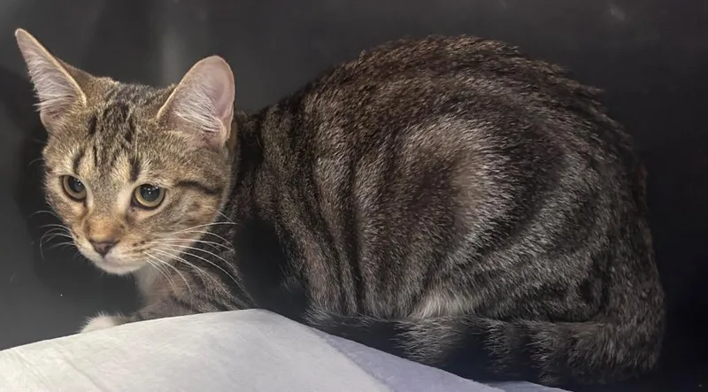 A baby medium-sized female Domestic Short Hair cat named Dolly for adoption in Cumming, GA