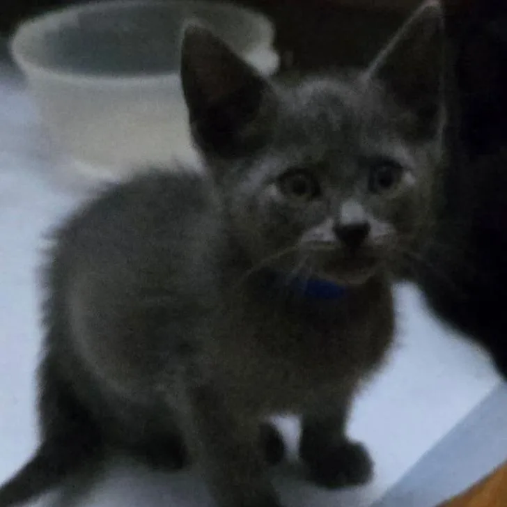 A baby small-sized male Gray / Blue / Silver Domestic Short Hair cat named Moses Russian Blue for adoption in Carmel, IN