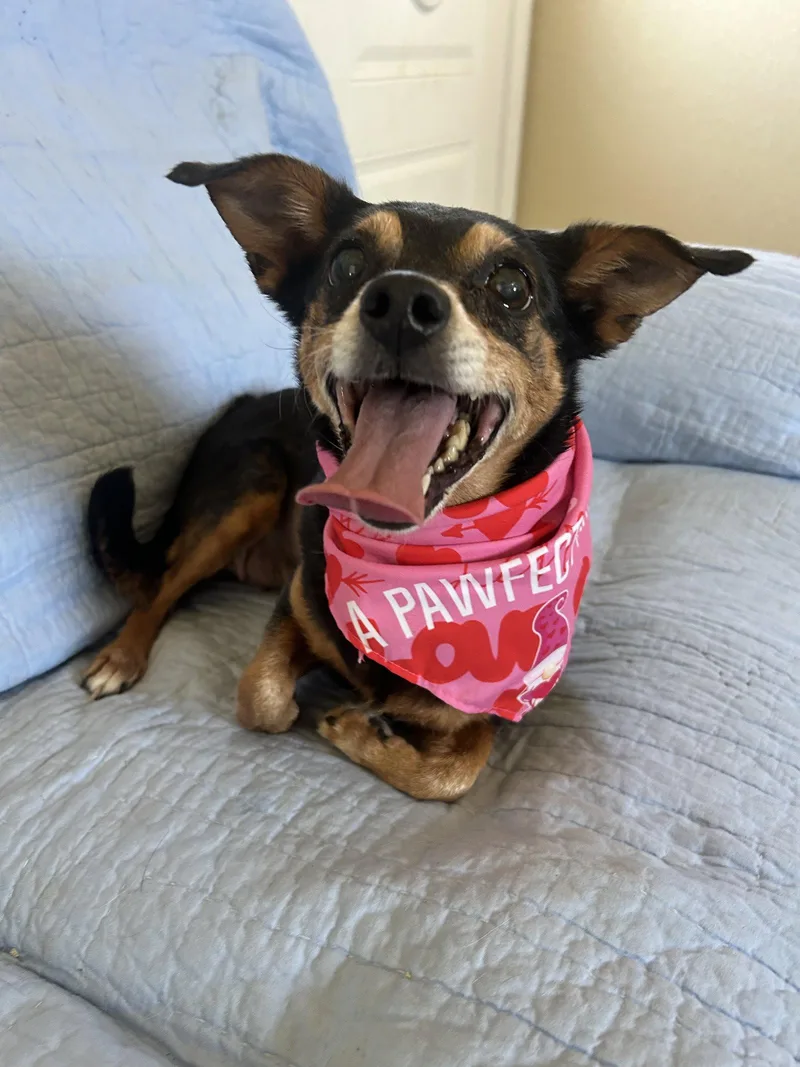 An adult small-sized female Chihuahua dog named Angel for adoption in Pipe Creek, TX